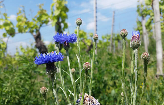 Kornblumen im Wengert