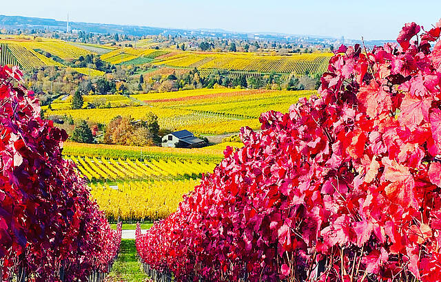 Herbst in den Weinbergen