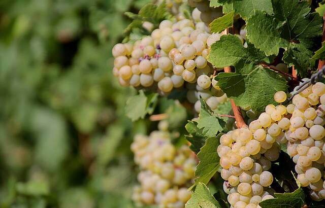 Die Trauben am Lindelberg bei Öhringen sind (fast) reif