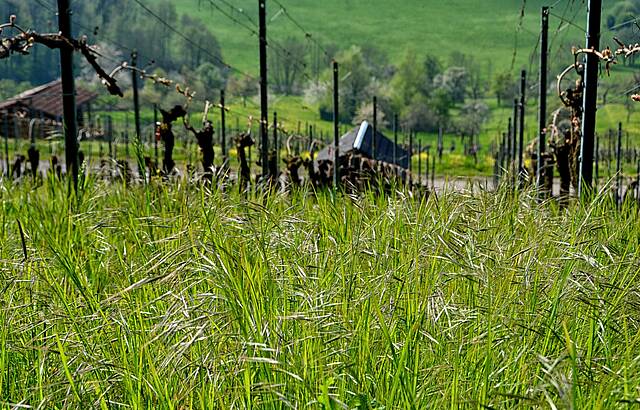 Ein Bett im Weinberg ;-)