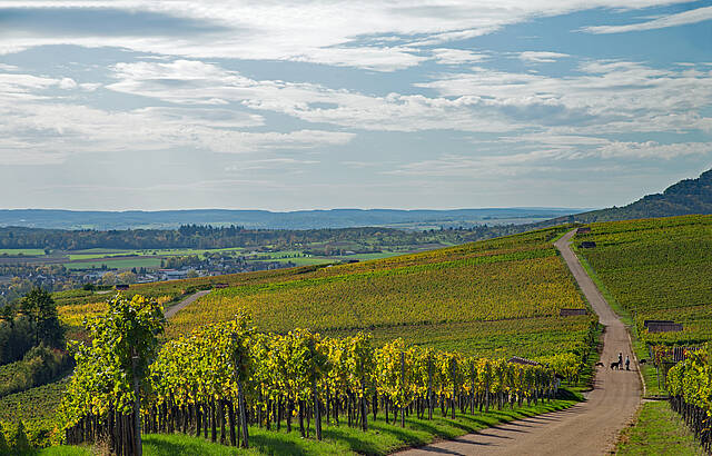 Blick über die Weinberge in Horrheim