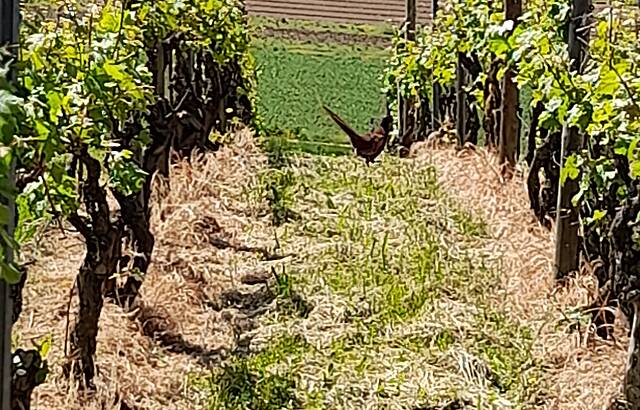 Rebhuhn im Weinberg 