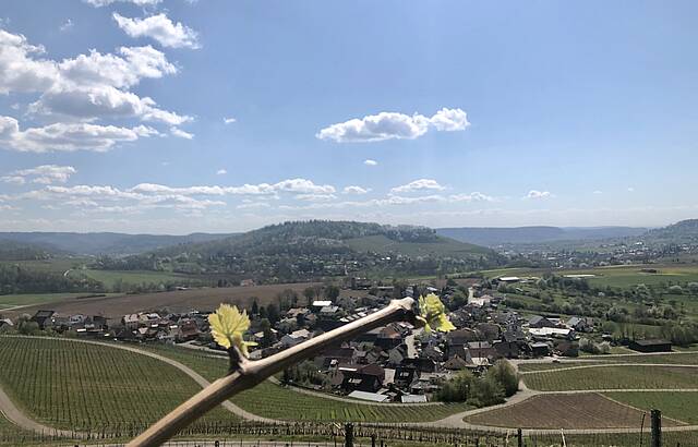 Austrieb bei Ilsfeld 