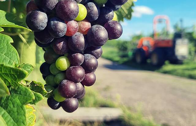 Farbenspiel im Trollinger