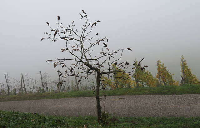 Novemberstimmung im Oktober