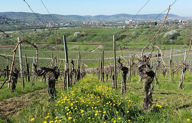 Frühling im Remstal