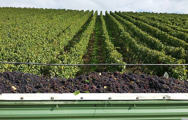 Weinlese Lauffen am Neckar