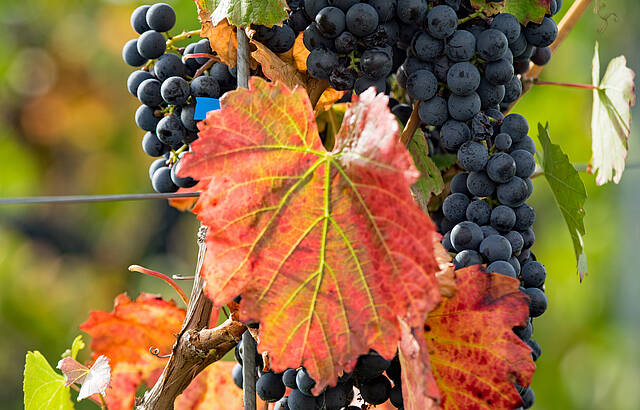 Alles an einer Rebe ....