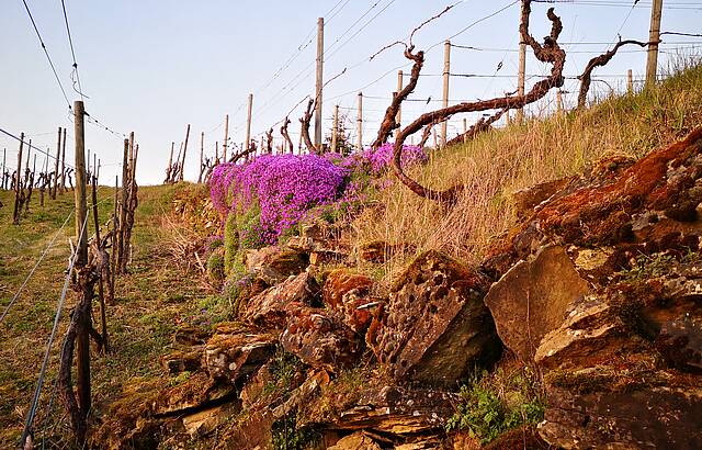 Licht und Schatten – prächtige Blütenpracht und eingestürzte Wengertmauer