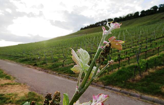 Weinblüte am Abend