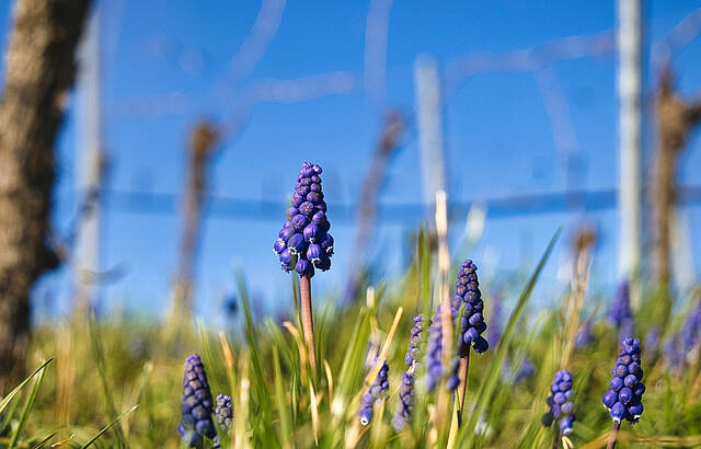 Erstes Blau im Weinberg
