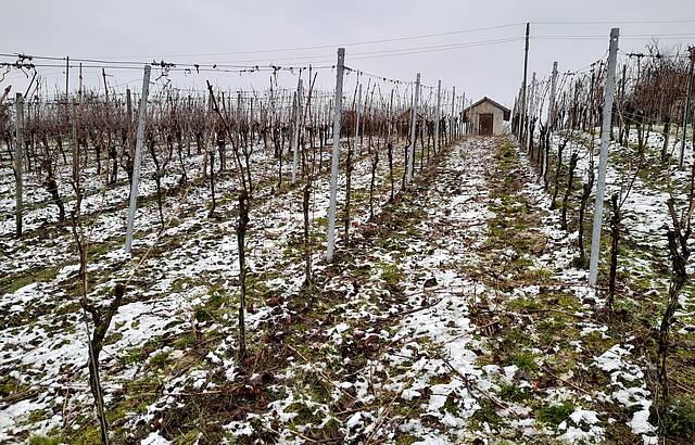 Winter im Weinberg