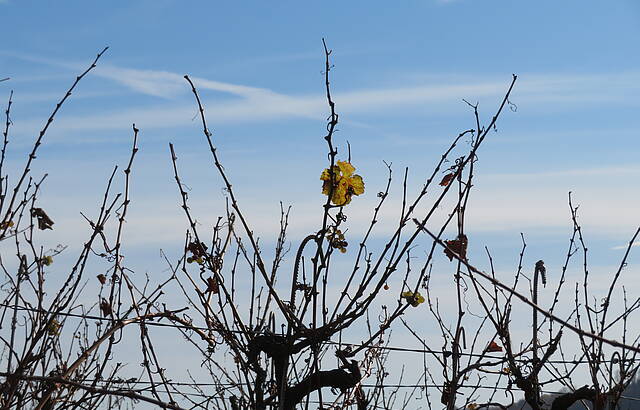 November im Weinberg
