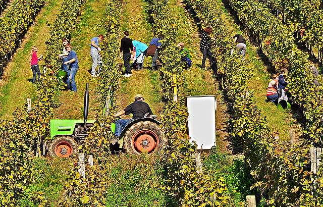 Weinlese in vollem Gang