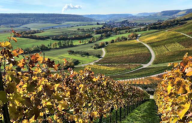 Wengert im Weinsberger Tal
