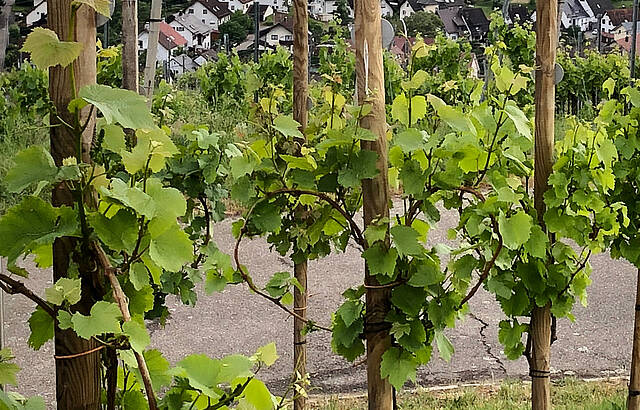 Ein Herz für Württemberg