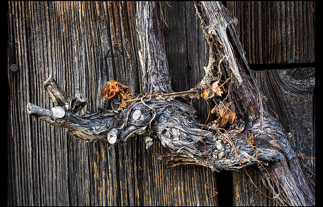 Alles ruhig im Wengert