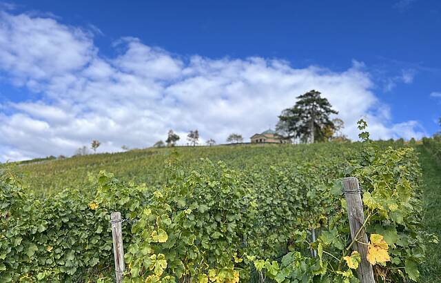 Weinreben auf dem Würtemberg