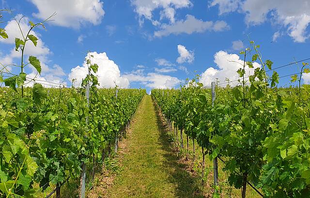 Steile Weine in Lauffen am Neckar