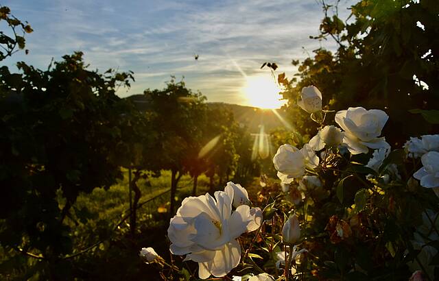 Abends im Weinberg 