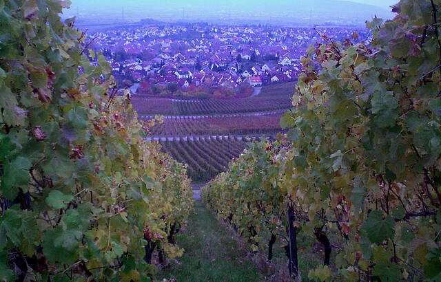 Blick durch die Weinberge auf Korb 