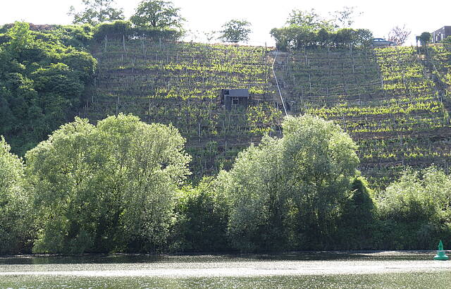 Neckarweinberge