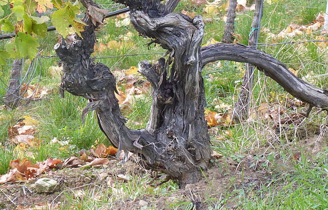 Gefrässiger Rebstock