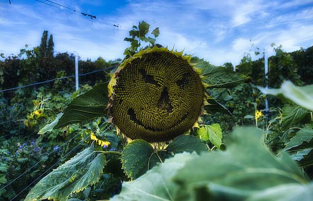 Vorsicht vor den Sonnenblumen