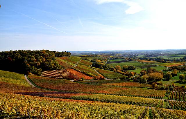 Farbenpracht Inden Weinbergen