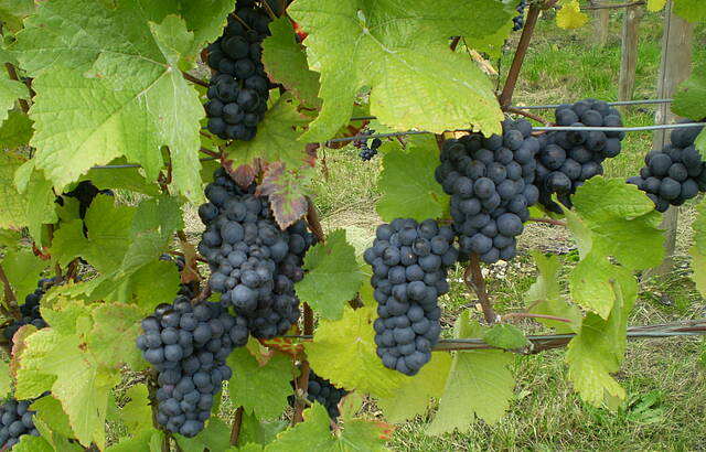 Trauben aus dem Taubertal