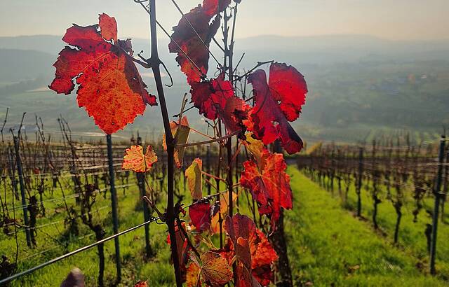Lembergerlaub leuchtet.
