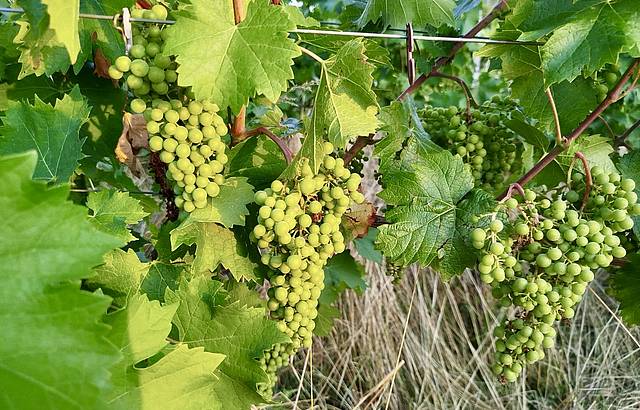 Cabernet Jura