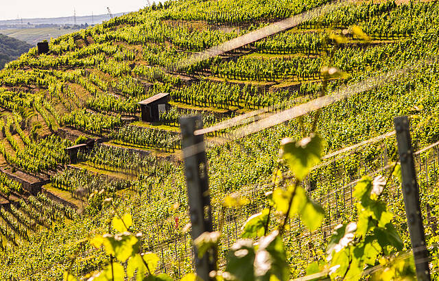 Neckarwestheimer Steillage 