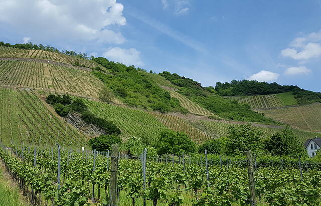 Trau(m)benhafter Blick auf einen Weinberg