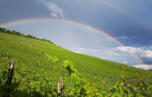 Regenbogen im Wengert