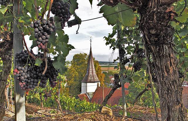 Der Hohensteiner Kirchturm eingerahmt von Trauben
