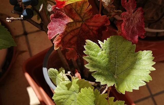 Spätburgunder Jungstock vom Balkon