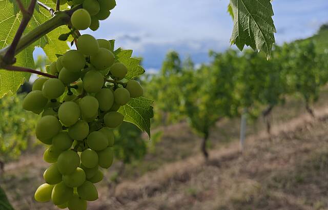 Noch nicht ganz reif