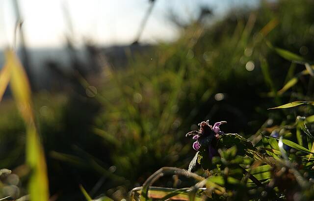Taubnessel im Januar