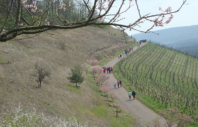 Mandelblütenfest in Diefenbach 2017