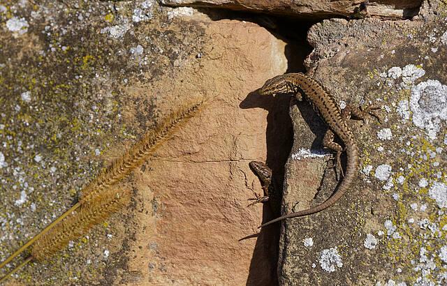 Sonnenbad im Weinberg