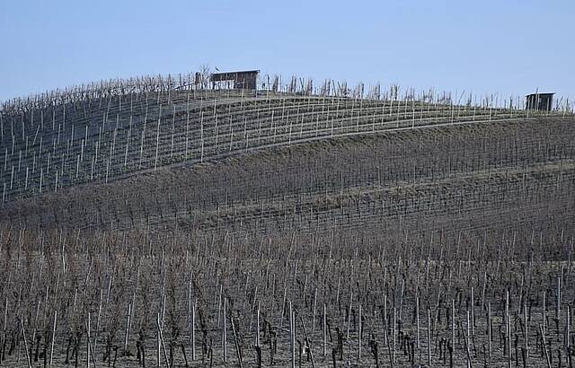 Weinberg im Weinsberger Tal