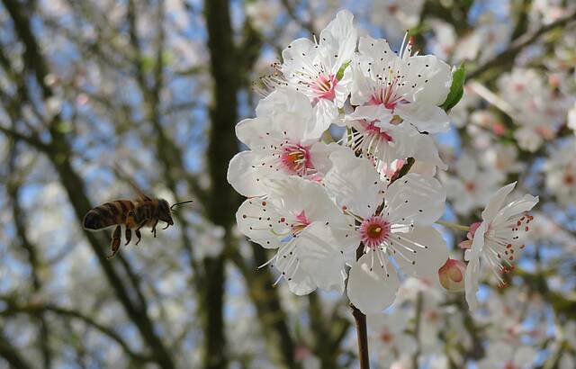 Der Frühling ist da