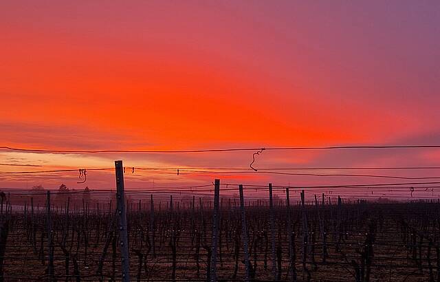Feuer-Abend im Weinberg