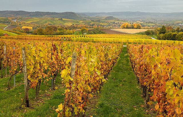 Spaziergang im Regen