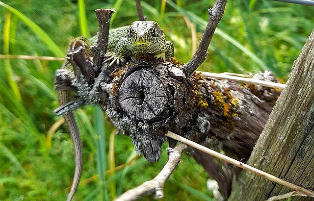 Eidechse auf Rebstock
