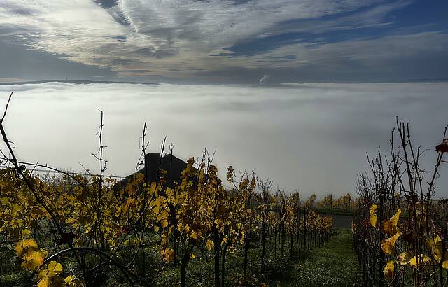 Im Nebelmeer eingetaucht 