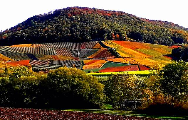 Weinberge bei Michelbach 