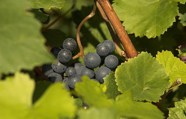 Portugieser im Zabergäu