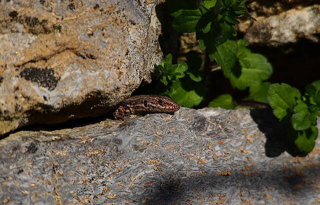 Sonnenbaden in der Weinbergmauer